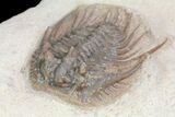 Leonaspis Trilobite - Beautiful Prep #75474-3